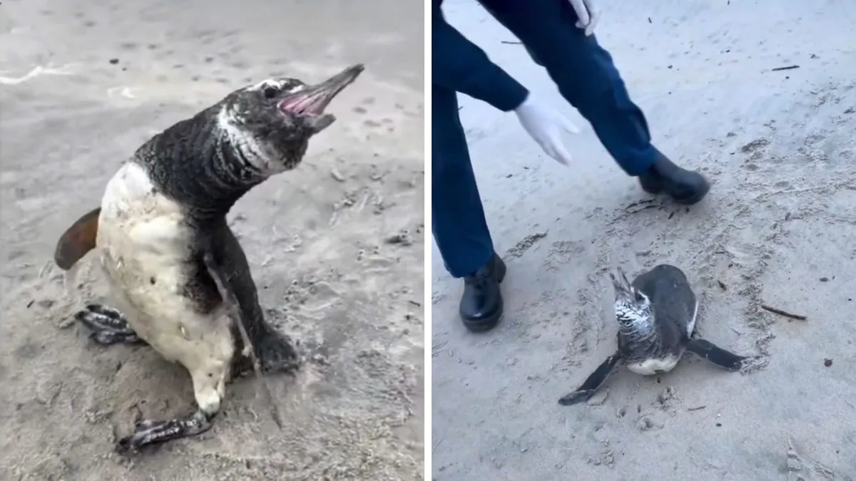 ‘Privilégio de ajudar’: morador encontra pinguim debilitado e ajuda a salvá-lo em praia de cidade mais azul do Brasil