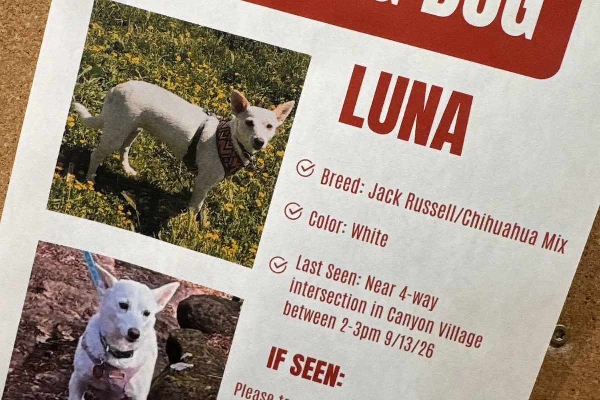 Lost little dog appears to be searching for her family as deadly Yellowstone winter looms, locals say