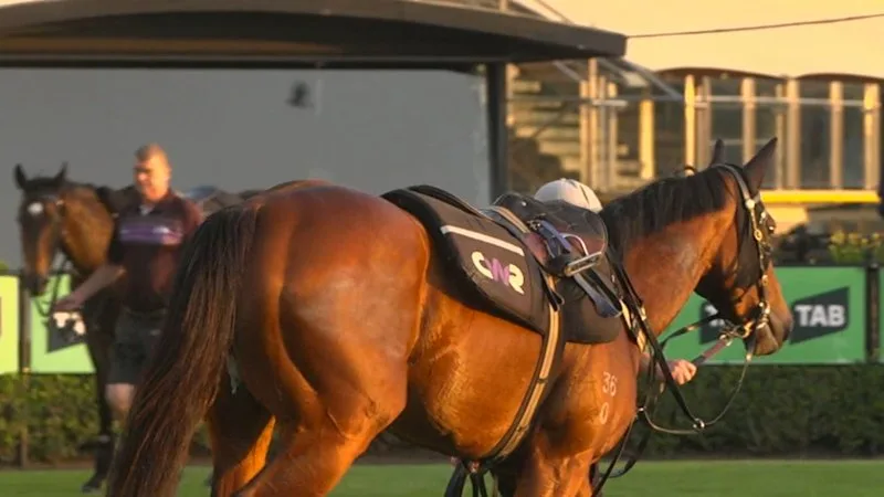 Waller reacts to V'landys quitting
