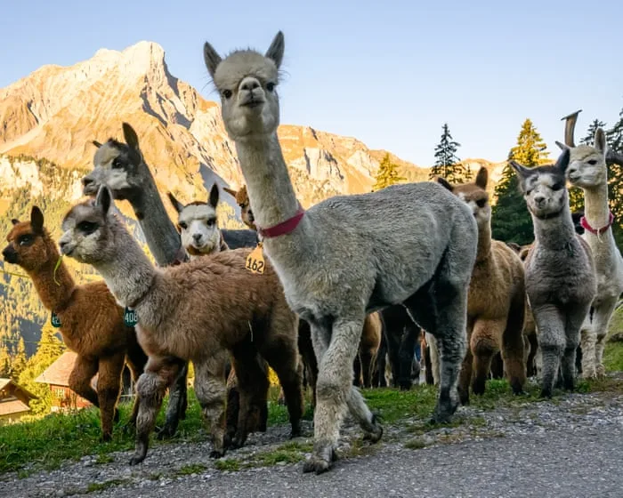 Alpabzug! Swiss mountain alpaca herding – in pictures