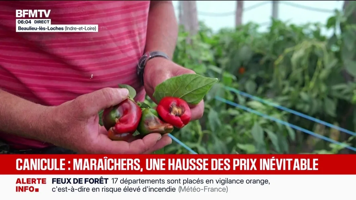 Fruits et légumes: les récoltes s'effondrent en raison de la canicule, les prix devraient augmenter