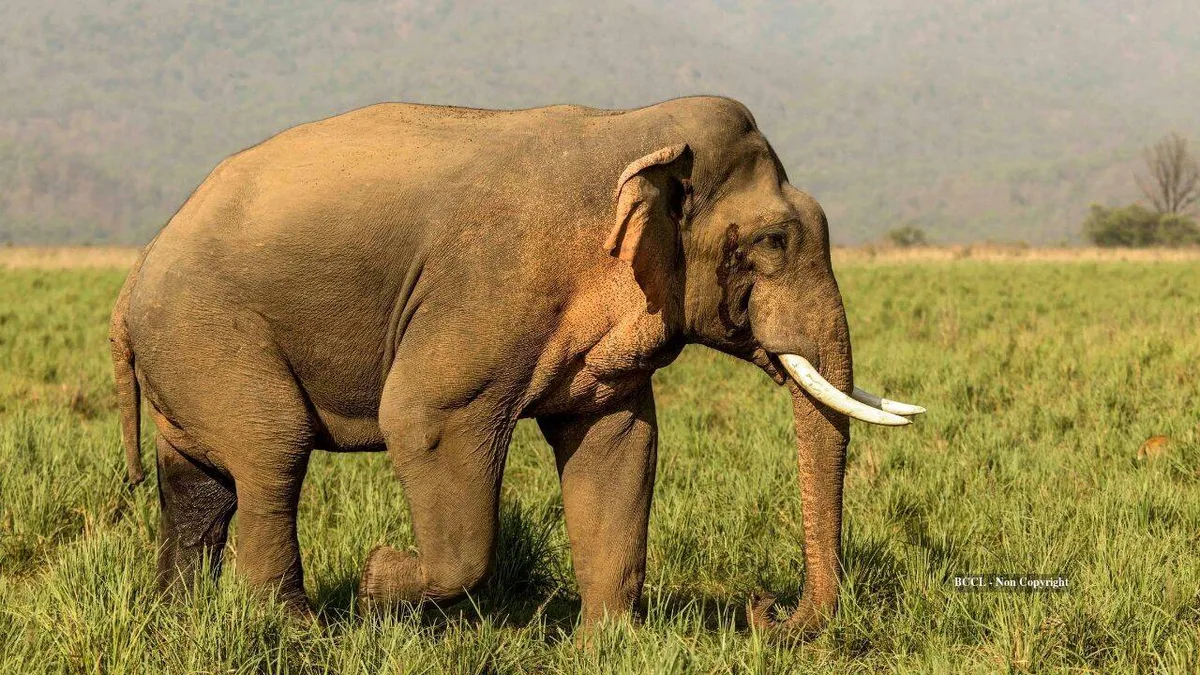 In 1962, an elephant was given the largest LSD dose ever recorded, he died 100 minutes later