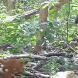 Dia das Crianças no Pantanal: imagens mostram o futuro da fauna