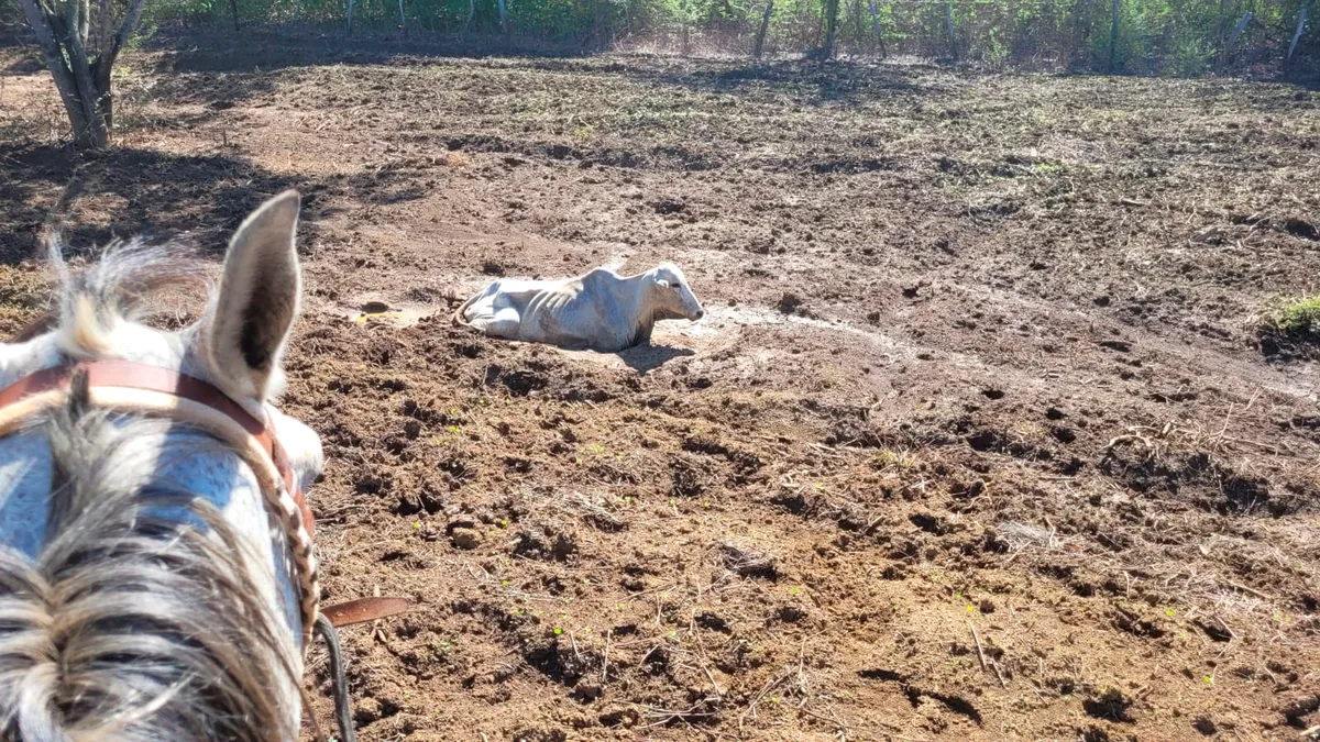 Super El Niño: como o SUS está se preparando para pior seca no Nordeste