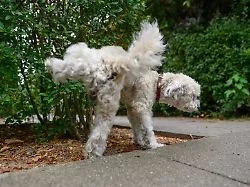 Bezirk spendiert "Flascherl": Wiener Hundebesitzer sollen Urin wegspülen