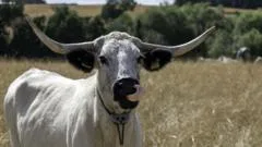 Rare cows part of estate's rewilding project