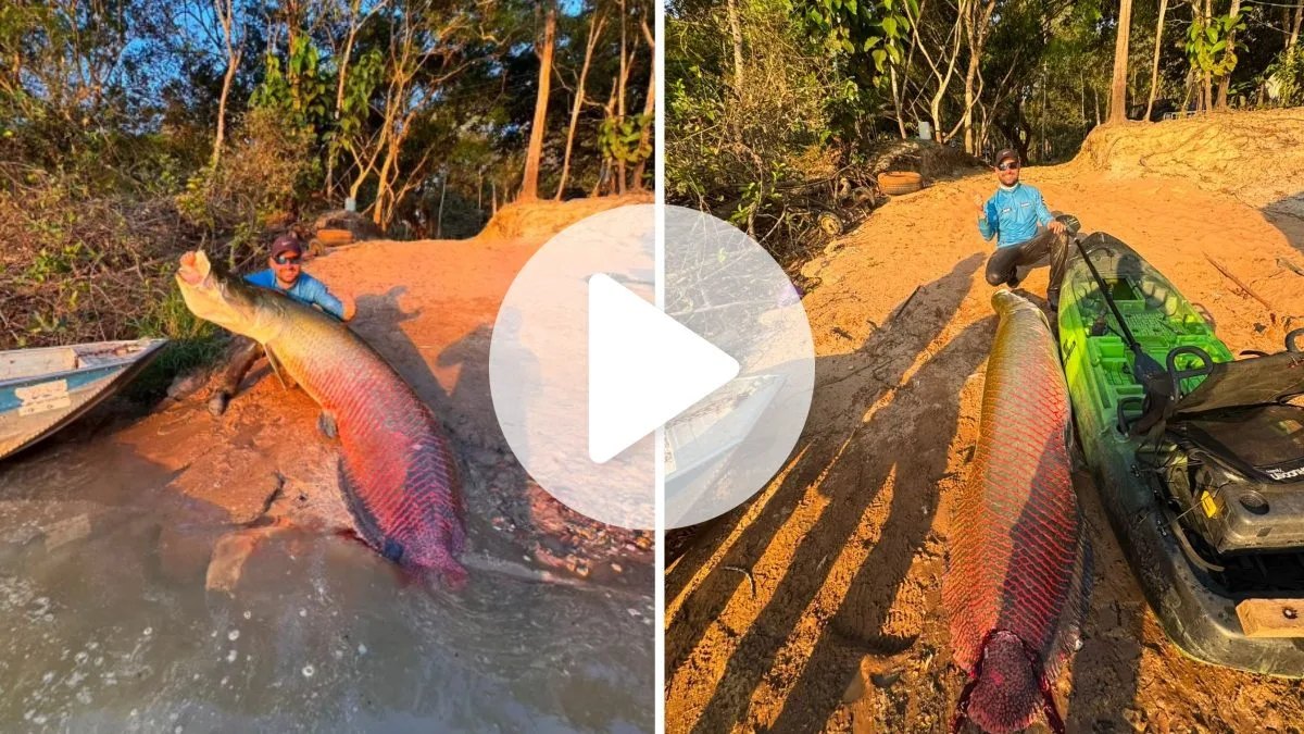 VÍDEO: Pirarucu gigante de 2,45 metros reboca caiaque durante quase 1 hora em pescaria de amigos de SC no MT