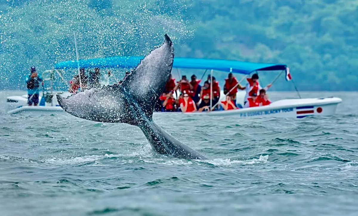 Ballenas jorobadas protagonizarán festival en Costa Rica con avistamientos, conciertos y actividades familiares
