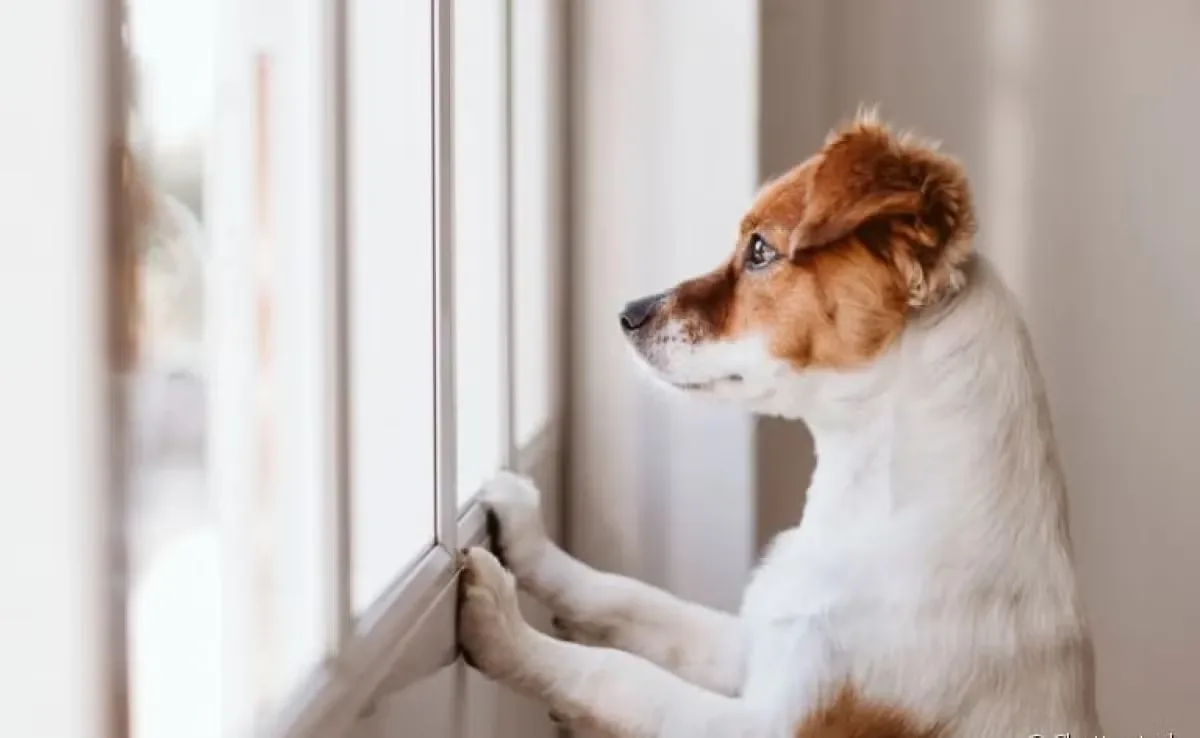 Seu pet passa o dia sozinho em casa? Saiba 5 riscos graves que ele corre
