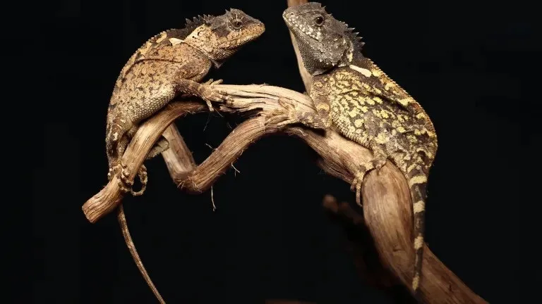 Lagarto com pescoço verde é batizado em homenagem a personagem do universo de “Game of Thrones”