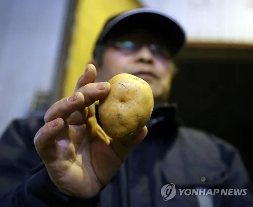 美 생감자 수입 개방 가시화…日 홋카이도 농가 '격앙'