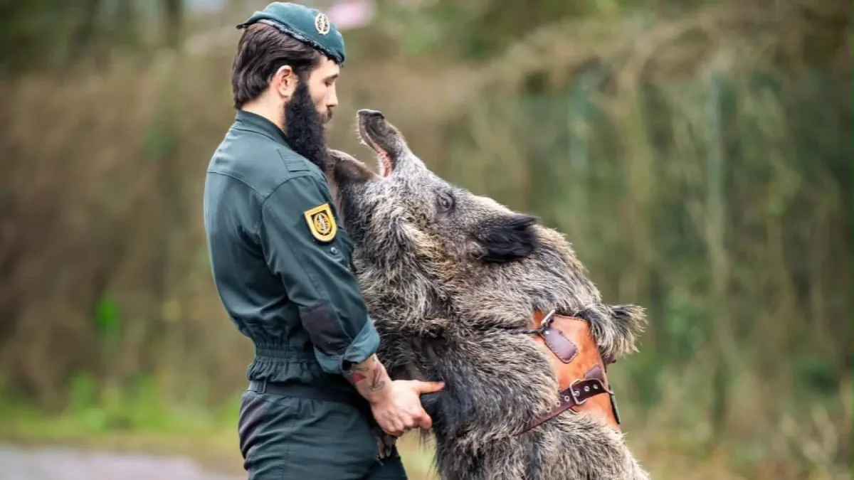 La Guardia Civil presenta al jabalí Iratxo, de la Unidad de Acción Rural: "Tan fiel como imponente"