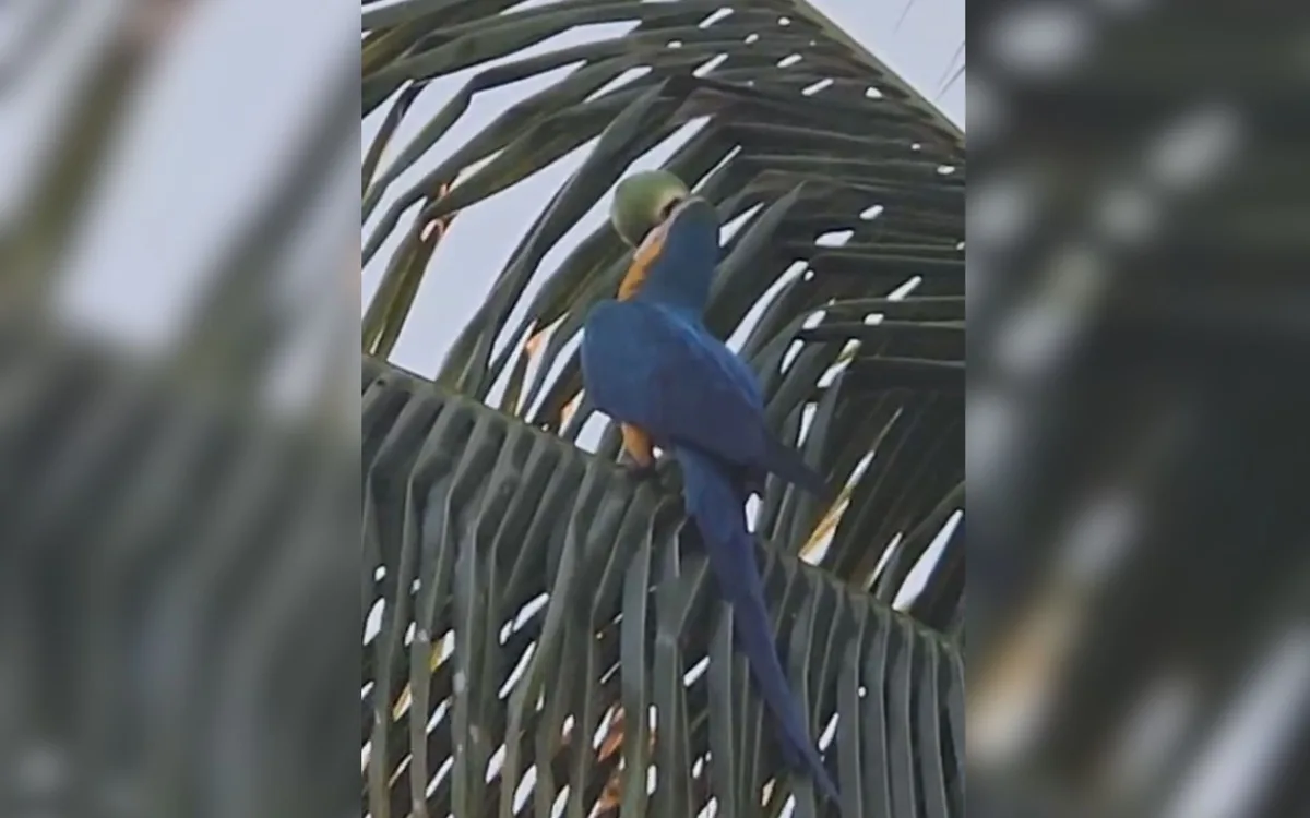 Moradora grava arara-canindé abrindo coco e bebendo a água em quintal de casa no interior de SP; vídeo