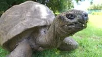 Homem na Índia fica mais de cinco horas com rosto coberto por abelhas