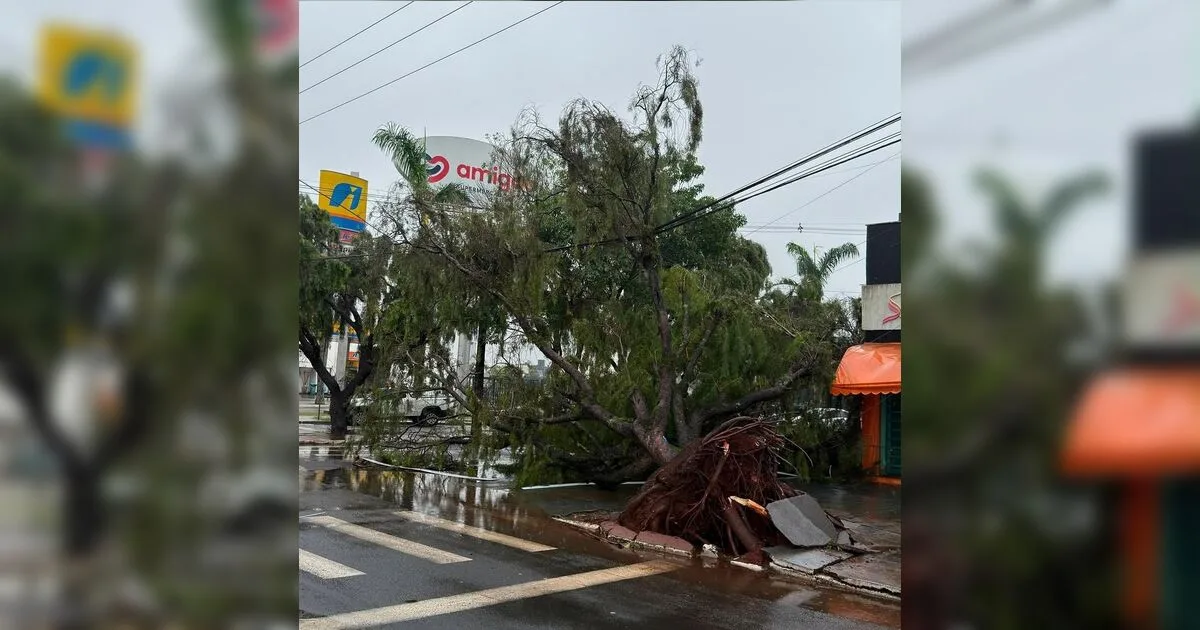 Temporal derruba árvores e deixa 12 mil imóveis sem luz em Arapongas