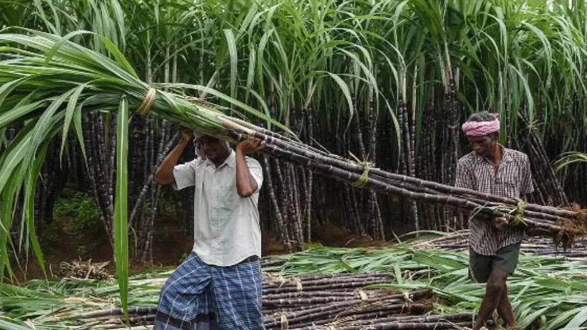 Panel to address grievances of sugarcane growers