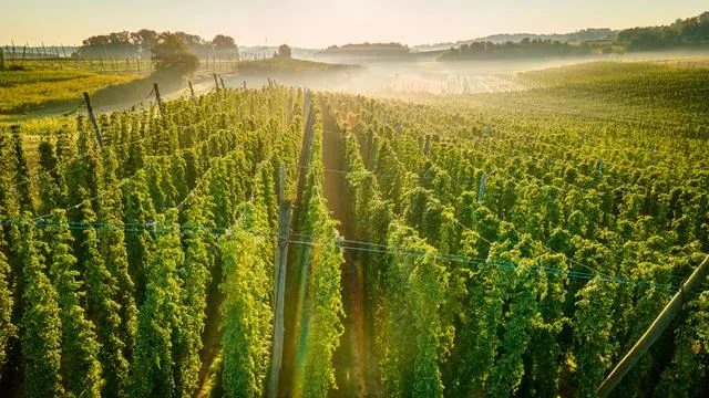 Bierherstellung: »Bier ist Frauensache. Da haben Männer gar nichts zu suchen«