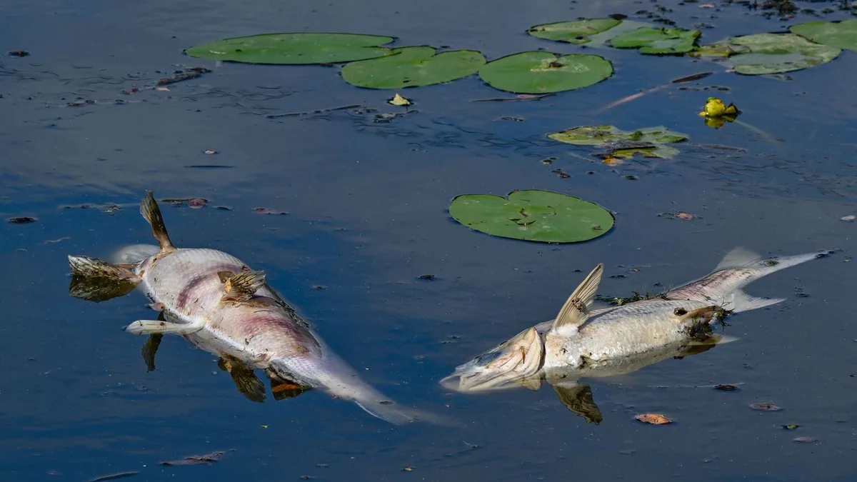 Fischsterben: Zahlreiche tote Fische durch Trockenheit und Niedrigwasser
