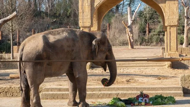 Beliebtes Ausflugsziel: Ausbau im Zoo Hannover fällt kleiner aus – keine Orang-Utans