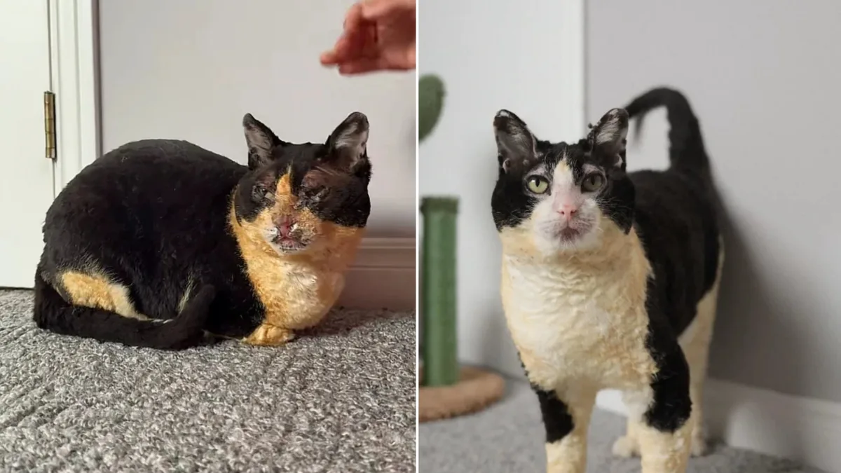 Beth, la gata que sobrevivió a un incendio y tres meses después se hace viral por su increíble recuperación