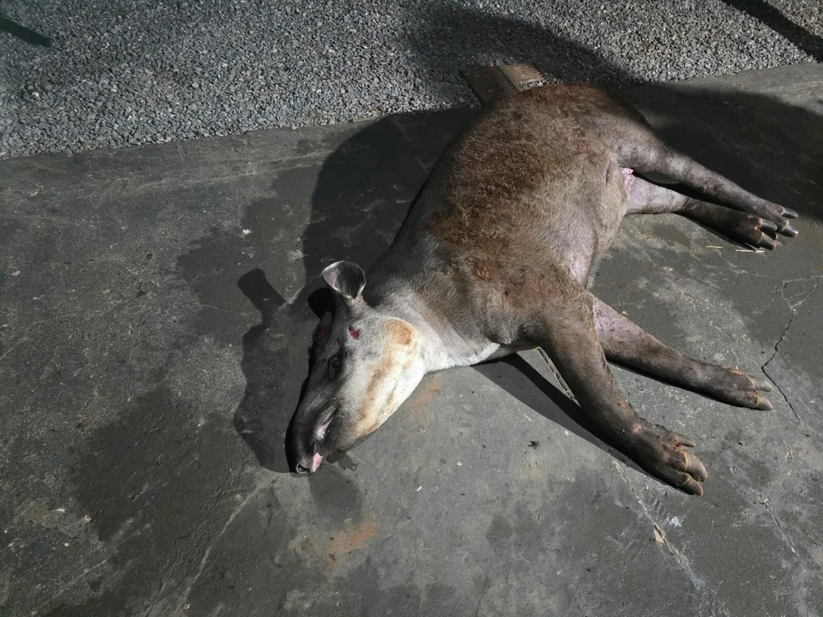 Anta é atropelada, perde movimento das patas e pode passar por eutanásia