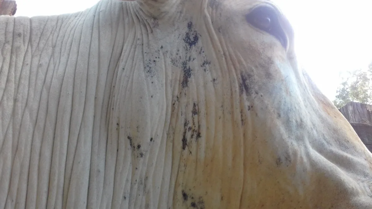 Hematoma ou abscesso? Veterinário explica como identificar a lesão em bovinos