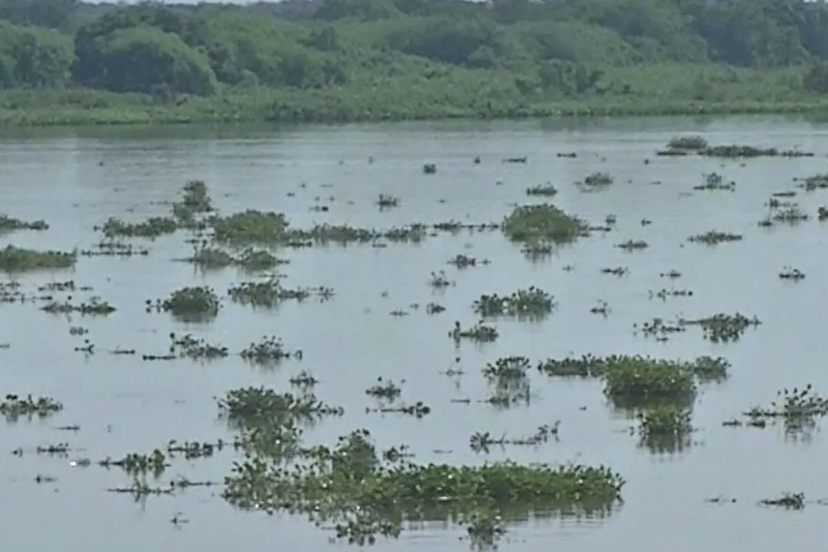 Captação de água é reduzida em Corumbá após vegetação flutuante bloquear bombas no Rio Paraguai