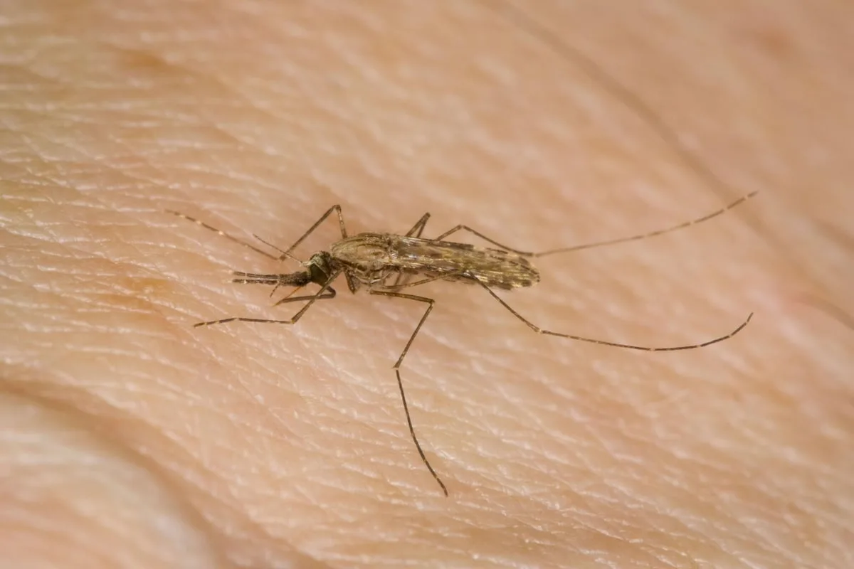Antimalarial compound hailed as ‘exciting step forward’ in fight against disease