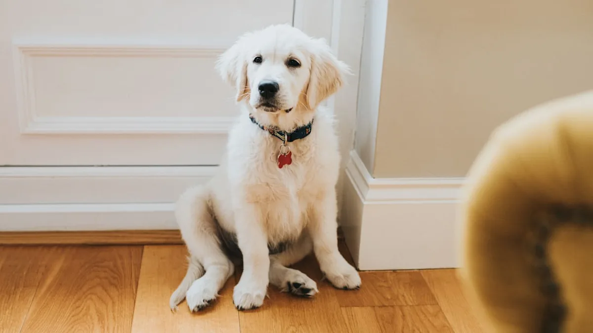 Welpensitz - Schiefes Sitzen kann beim Hund ein Warnsignal sein