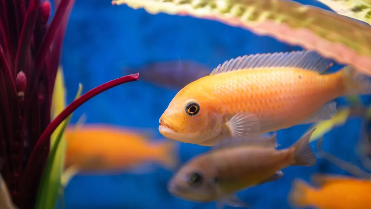 Nicht artgerecht gehalten: Fische als Deko missbraucht – Lokal missachtet Tierschutz