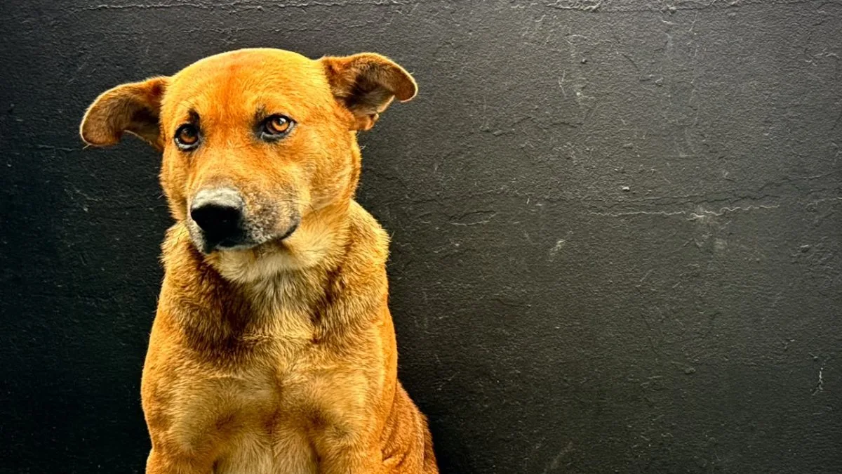 Animais de pessoas em situação de rua são atendidos em mutirão veterinário em Florianópolis
