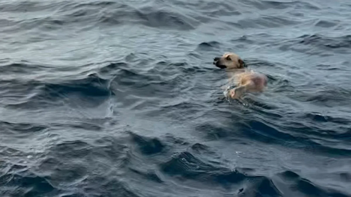 Niemand weiß, wie er dort hinkam - Hund paddelt allein mitten im Ozean
