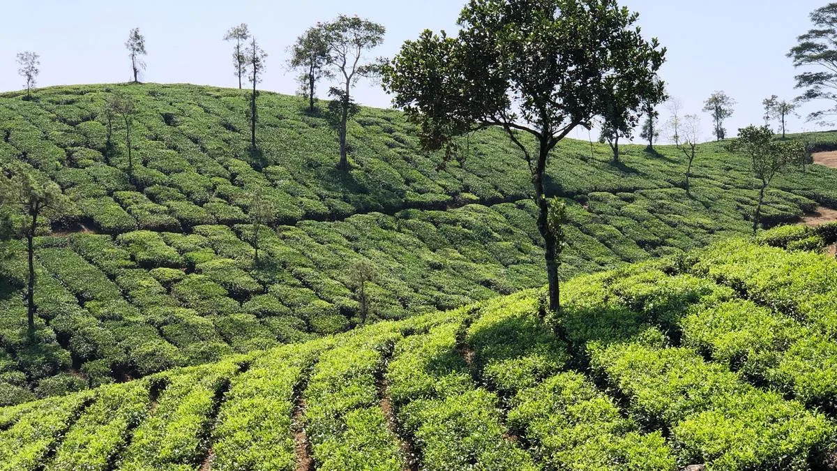 El Niño casting a shadow over tea sector in Keralam as production declines