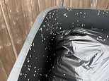 Why your house is a magnet for pests: Horrified Brits say their homes are crawling with ants, wasps and maggots - here's what's behind the invasion
