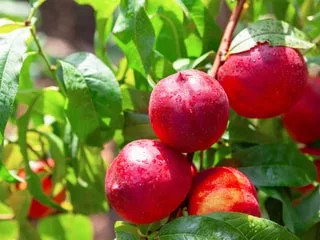 Pêches, nectarines et brugnons : quelle est la différence ? Ce qu'il faut savoir