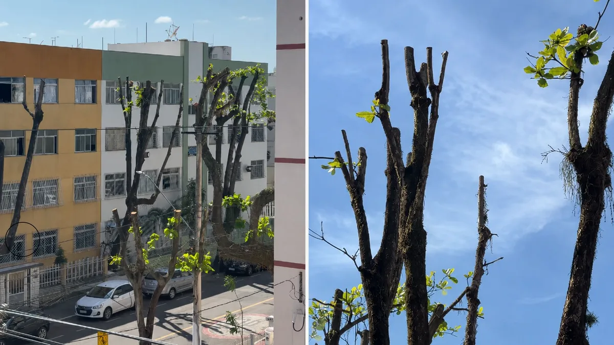 Associação reclama de poda 'drástica' em árvores de Jardim da Penha