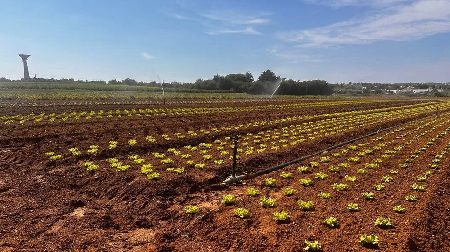 Le 13h de nos régions : "On est dans une situation d'urgence " alerte Jocelyn Dubost, Président des Jeunes Agriculteurs