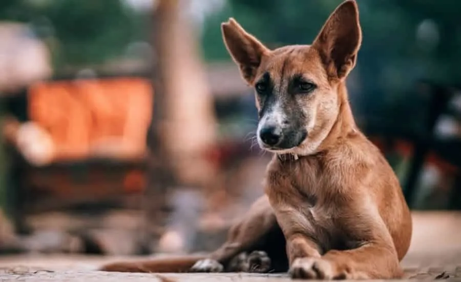 MPF dá prazo para Ufac e prefeitura resgatarem animais abandonados no campus