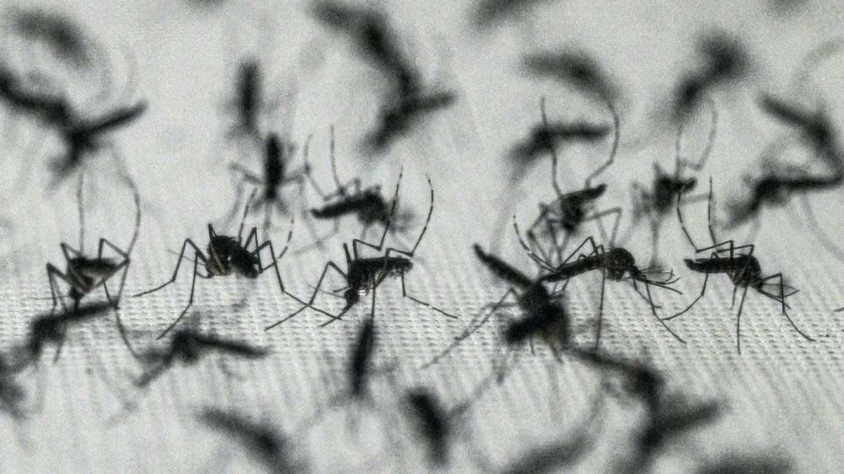 West-Nil-Virus laut EU-Gesundheitsbehörde aus zwölf europäischen Ländern gemeldet