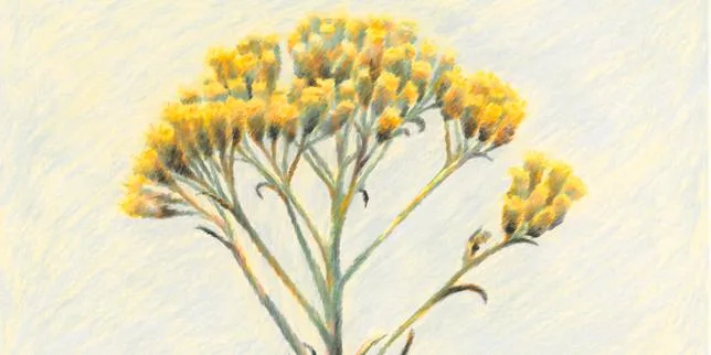 De l’immortelle au ciste labdanum, ces plantes qui sentent bon l’été