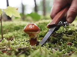 Gefahr im Wald: Pilze sammeln: Diese Fehler können gefährlich werden