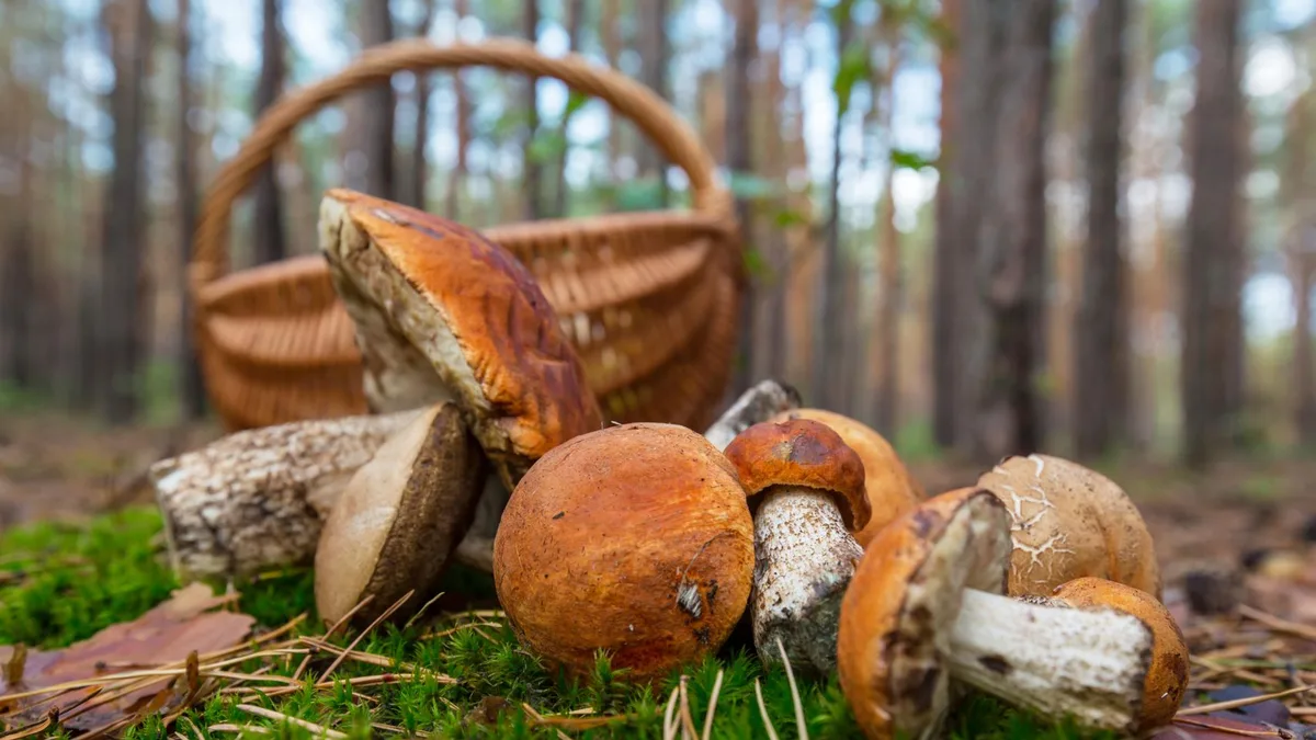 Ya es oficial: las setas, frutos y otros productos silvestres de un monte en España pertenecen a su propietario