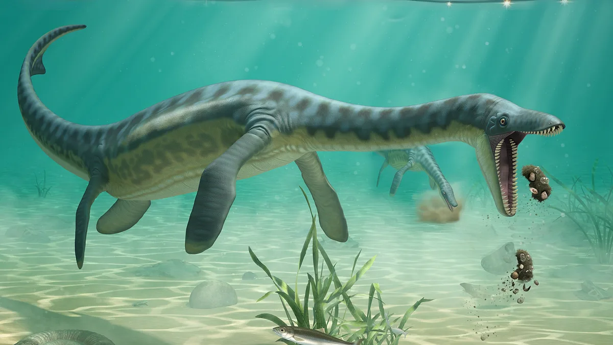 Fossiles Erbrochenes: Meeressaurier mussten sich nach Muschelmahlzeit übergeben