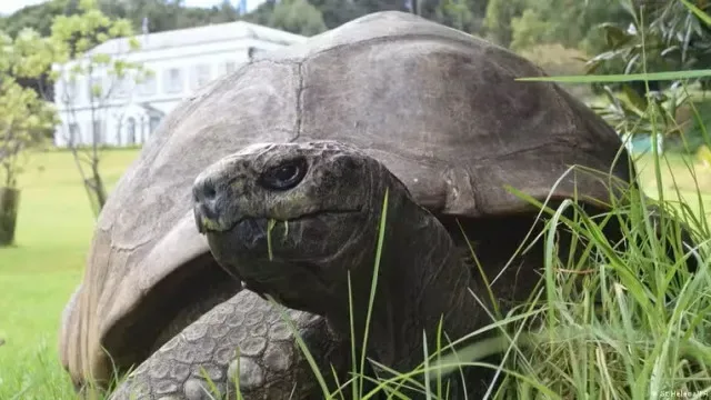 Animal terrestre mais velho do mundo tem 194 anos. Qual o segredo?