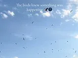 'They knew something was happening': Videos show birds thrown into state of confusion during dramatic solar eclipse