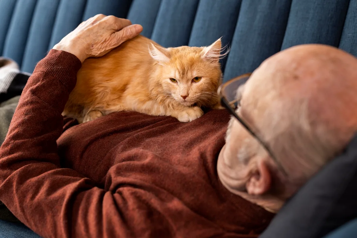 Vínculo forte e rotina calma: os motivos para adotar um gato idoso
