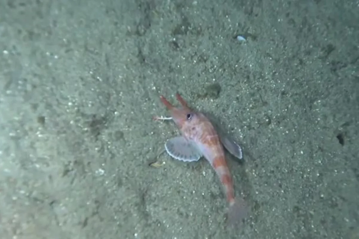 Cientistas encontram peixe que parece "caminhar" nas profundezas do mar