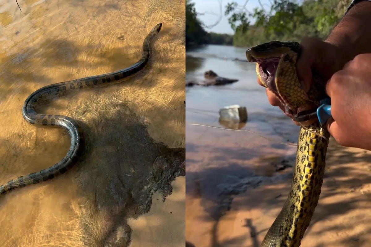 Pescadores salvam sucuri-amarela presa em anzol em rio do Pantanal: 'Situação delicada'