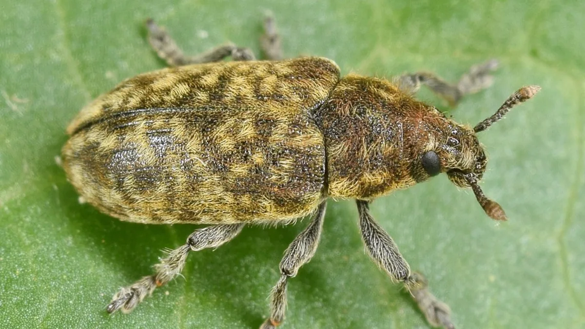 1969 US weevil release to kill thistles later harmed 30+ native plants