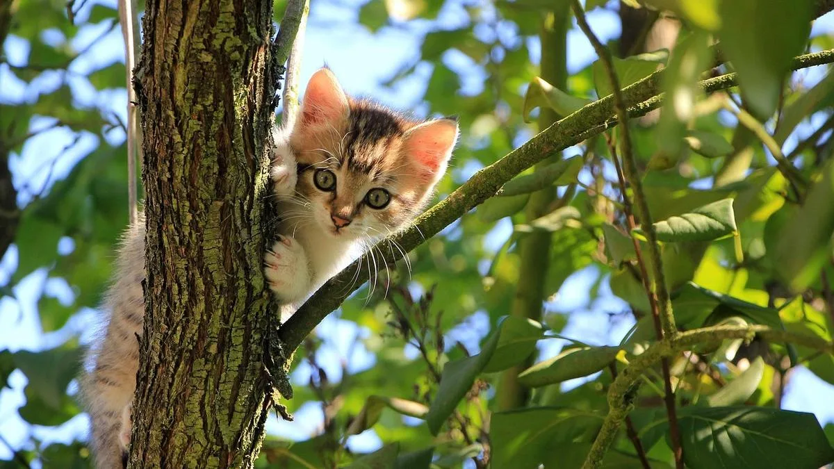 Councils given new powers to control cats